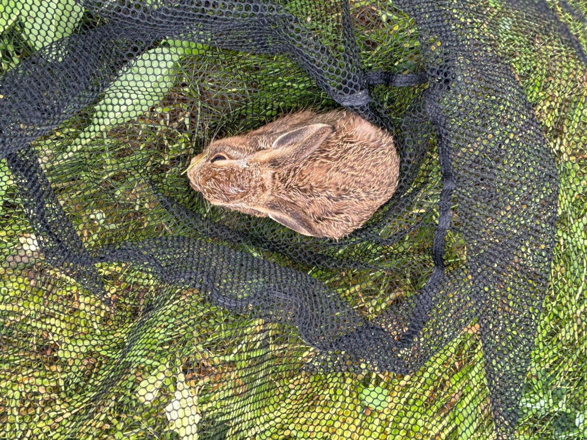 levraut dans épuisette