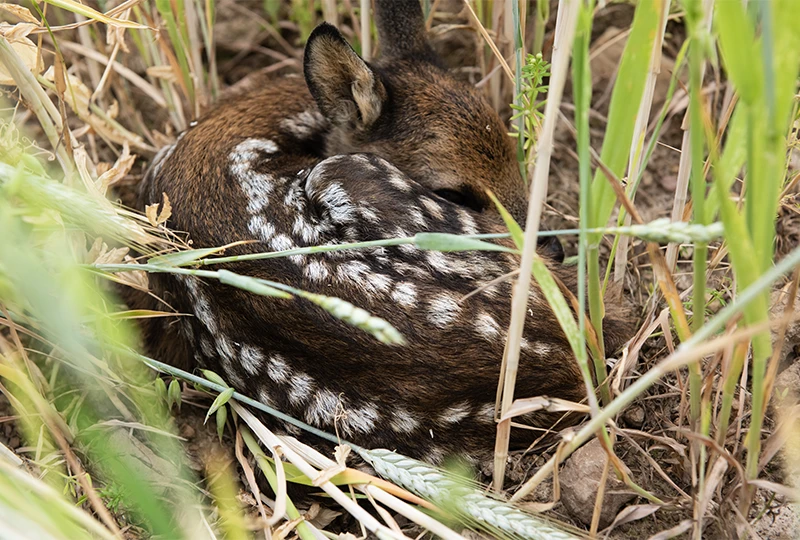 faon de chevreuil caché dans les hauts herbes