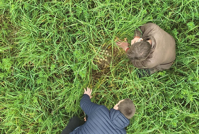 Sauvetage oeufs oiseaux sauvages