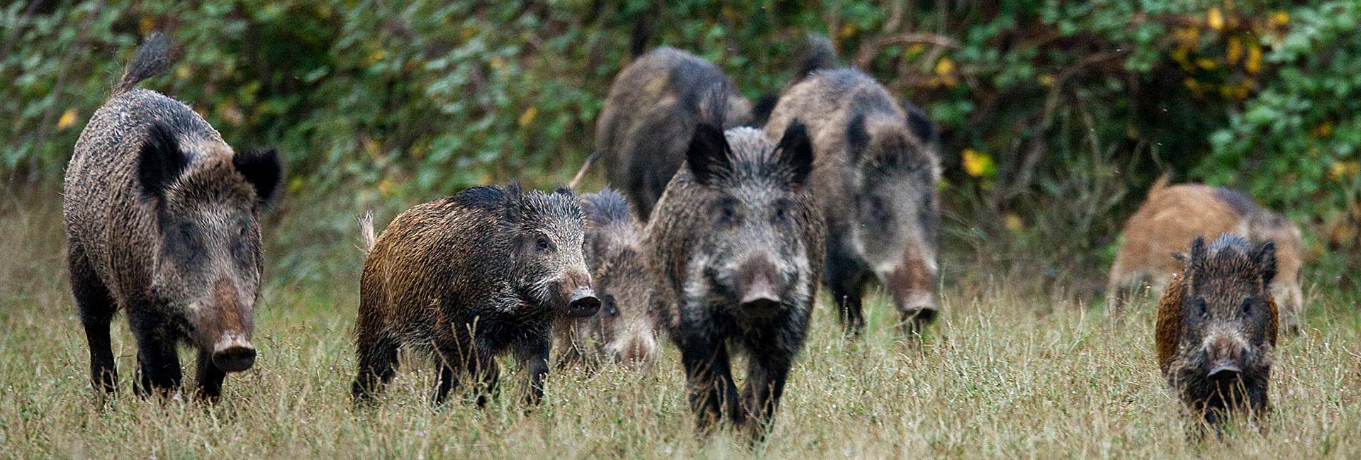 sangliers