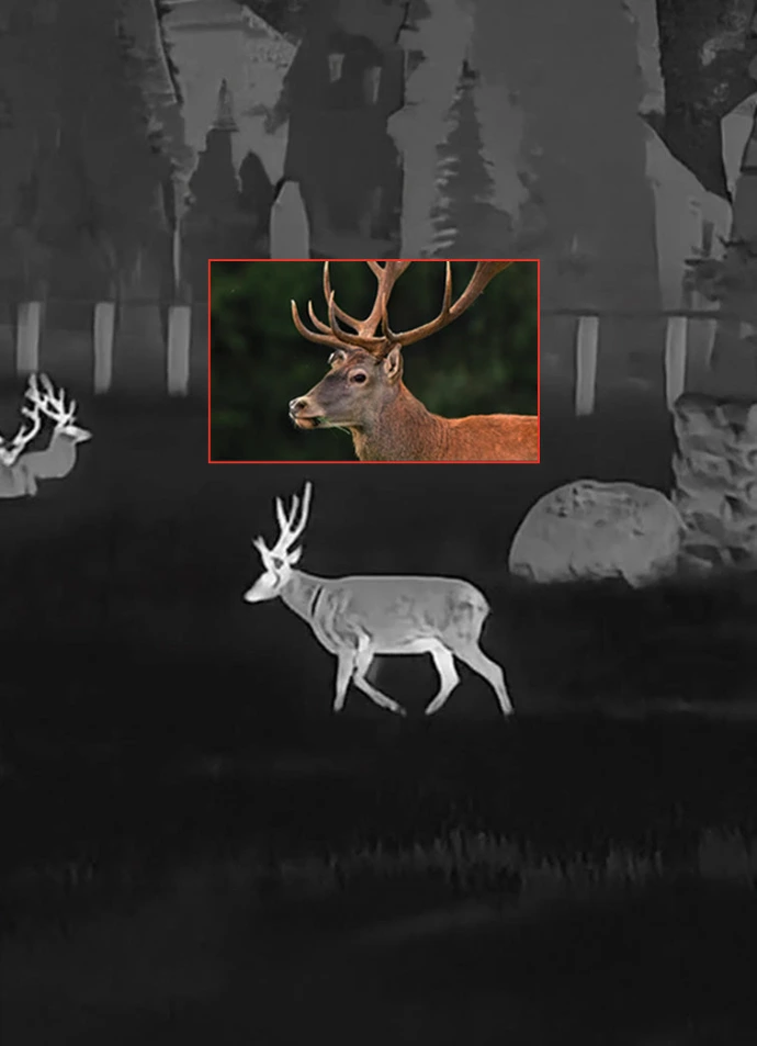 cerf
