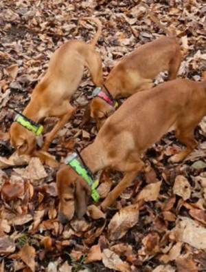 Chiens de chasse