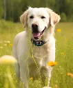antiabbaio.webp