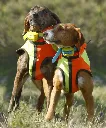 gps-caccia-bitrabi.webp