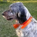 Sonnailles-et-grelots-pour-chiens.webp