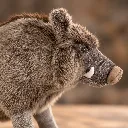 Sanglier geant detail.webp
