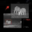 FALCON Powerful digital zoom.webp