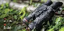 HIKMICRO_Thermal-Binocular_HABROK-Pro_Compact-Lightweight-and-Robust_19_PC.webp