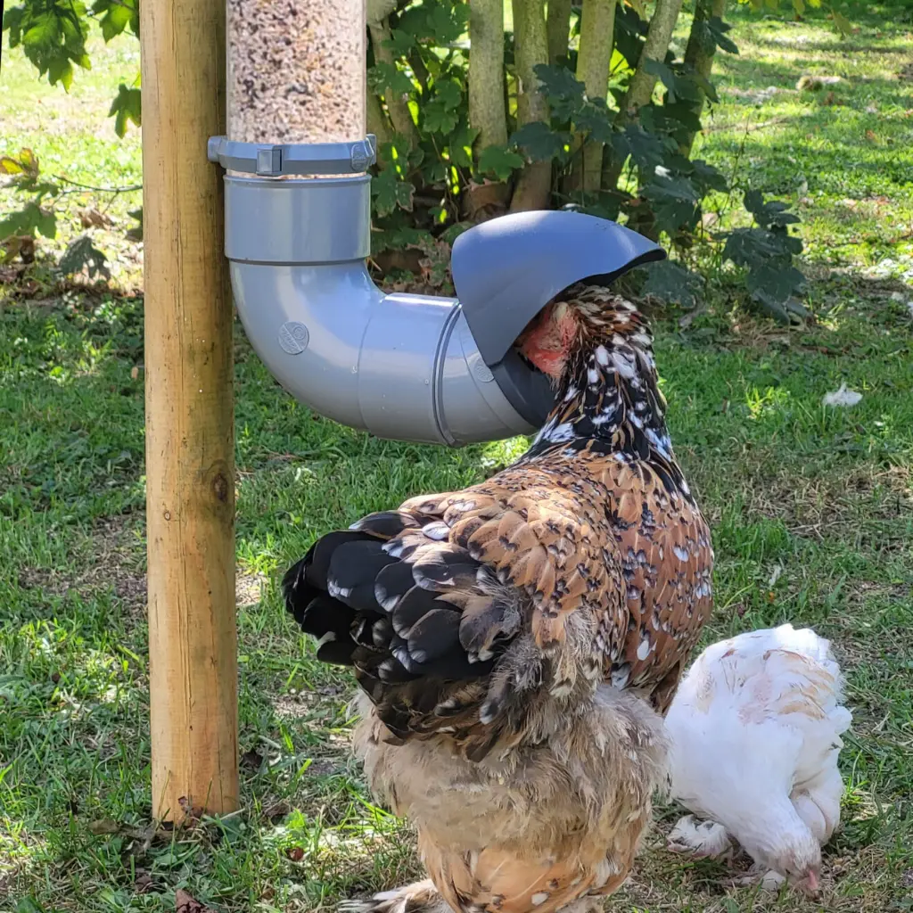 mangeoire-anti-gaspillage-volaille-poule.webp