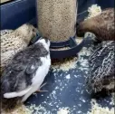 Anti-Waste Quail Feeder for Cages 1-2 kg