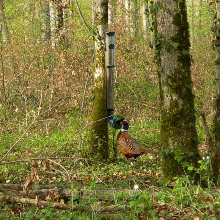 Mangeoire pour faisans, perdrix et cailles, anti-gaspillage et résistante (Opaque)