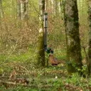 Feeder for pheasants, partridges, and quails, waste-free and durable