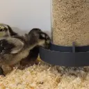 Mangeoire évolutive pour poussins : anti-gaspillage et robuste