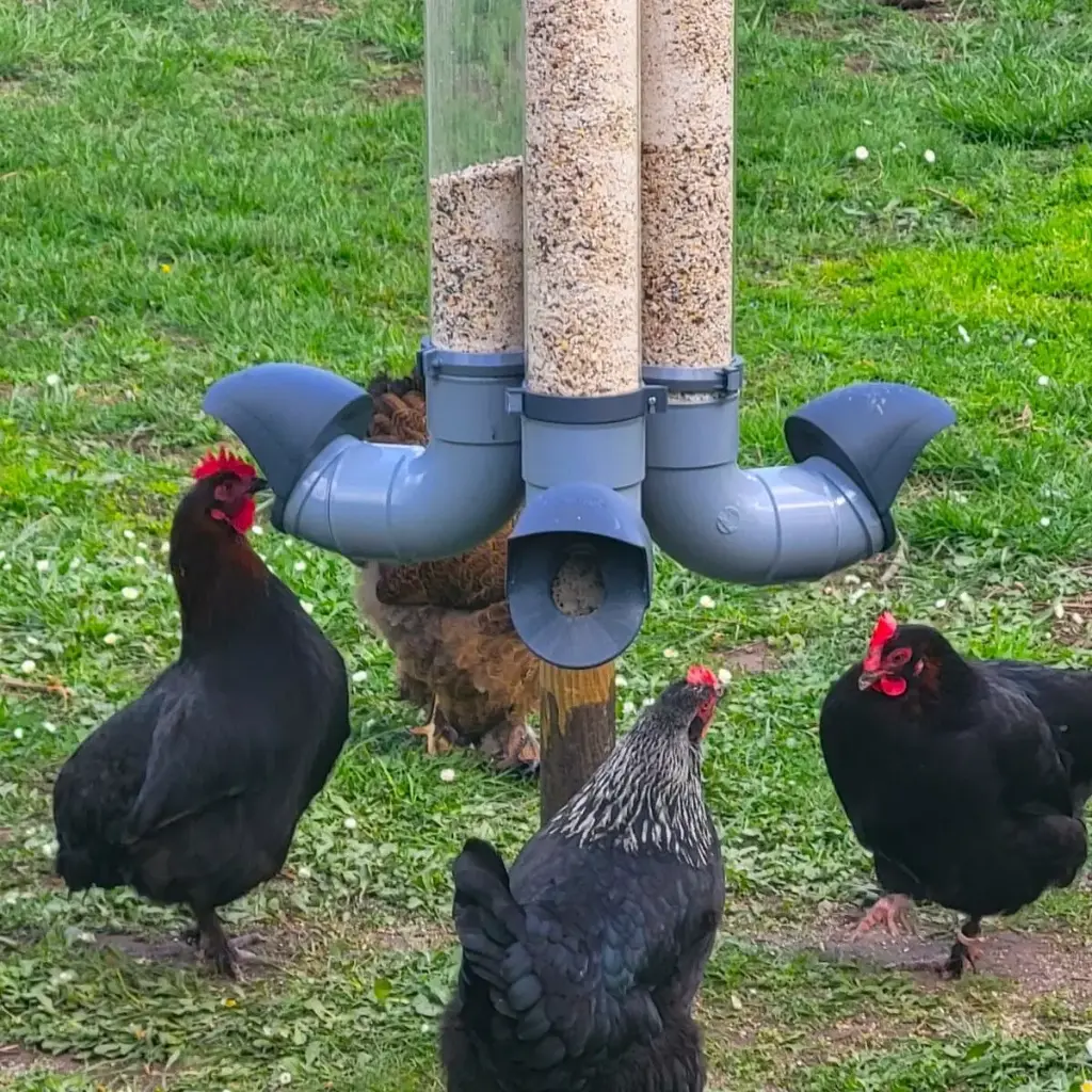 Anti-waste and pest-proof poultry feeder for chickens (Opaque - 3kg)