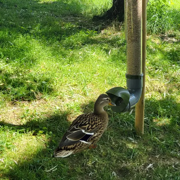 Stevige en waterdichte anti-afval eendenvoederbak (Ondoorzichtig - 3kg)
