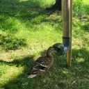 Sturdy and waterproof anti-waste duck feeder