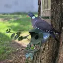 Pigeon feeder - Sturdy and pest-proof